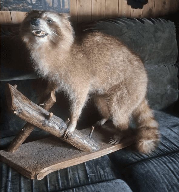 animal empaillé