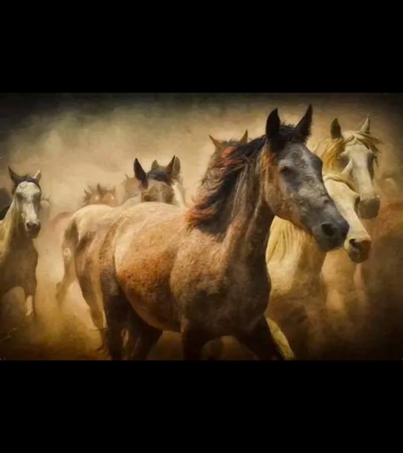 chevaux